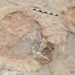Saqqara, scoperti due laboratori per il trattamento delle mummie umane e animali - Djed Medu