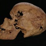 “XXVII Rassegna Internazionale del Cinema Archeologico” (Rovereto, 4-8 ottobre 2016) - Djed Medu