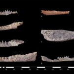 Asasif, scoperti tre sarcofagi di XVIII dinastia - Djed Medu