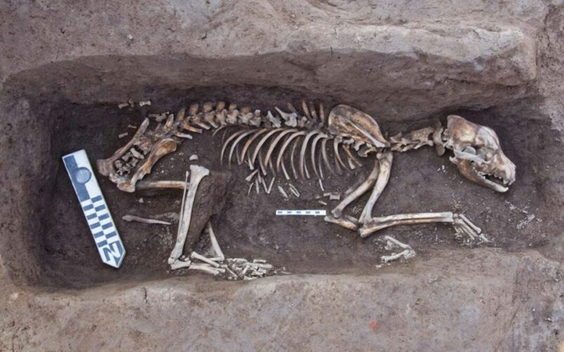 Scoperti due "birrifici" e una sepoltura di cane da caccia di 5000 anni - Djed Medu
