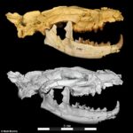 Bufale eGGizie*: la maledizione radiattiva di Tutankhamon - Djed Medu