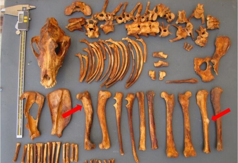 Individuato in Egitto il più antico cane con tracce di tumore - Djed Medu